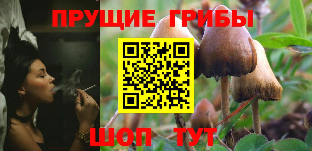 Псилоцибиновые грибы Psilocybe Нефтеюганск